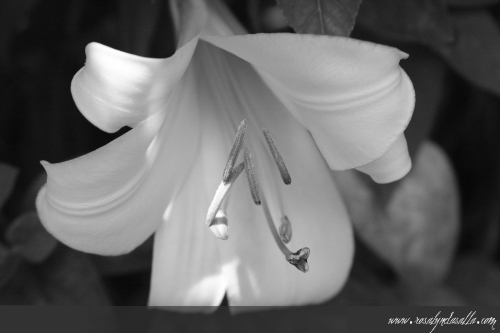 Tagged as canon eos 40D, flower photography, flowers, handheld, lily, white 